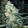 Critical + 20 by Silent Seeds THC Content Potency Strength CBD Height Yield Flowering Time Indica Sativa Genetics