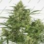 Critical + 20 Auto Marijuana Strain by Silent Seeds For Sale Online at Cannabis Seeds Outlet