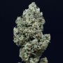 Silent Seeds Critical + 20 Auto Smoke Buds Weed Ganja Skunk Dope Pot Images Pics Nuggets
