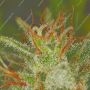Critical + 20 Auto by Silent Seeds THC Content Potency Strength CBD Height Yield Flowering Time Indica Sativa Genetics