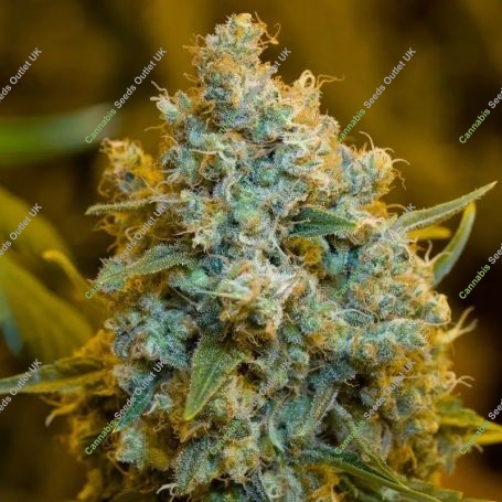 Critical Jack Marijuana Strain by Silent Seeds For Sale Online at Cannabis Seeds Outlet