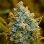 Critical Jack Marijuana Strain by Silent Seeds For Sale Online at Cannabis Seeds Outlet