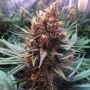 Silent Seeds Critical Jack Smoke Buds Weed Ganja Skunk Dope Pot Images Pics Nuggets