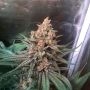 Critical Jack by Silent Seeds THC Content Potency Strength CBD Height Yield Flowering Time Indica Sativa Genetics