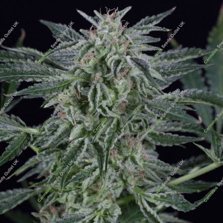Critical Jack Auto Marijuana Strain by Silent Seeds For Sale Online at Cannabis Seeds Outlet