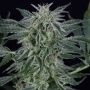Critical Jack Auto Marijuana Strain by Silent Seeds For Sale Online at Cannabis Seeds Outlet