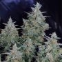 Silent Seeds Critical Jack Auto Smoke Buds Weed Ganja Skunk Dope Pot Images Pics Nuggets