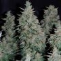 Critical Jack Auto by Silent Seeds THC Content Potency Strength CBD Height Yield Flowering Time Indica Sativa Genetics