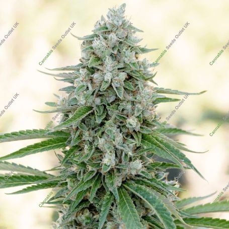 Critical Mango Marijuana Strain by Silent Seeds For Sale Online at Cannabis Seeds Outlet