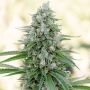 Critical Mango Marijuana Strain by Silent Seeds For Sale Online at Cannabis Seeds Outlet