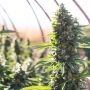 Silent Seeds Critical Mango Smoke Buds Weed Ganja Skunk Dope Pot Images Pics Nuggets