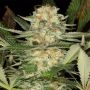 Critical Mango by Silent Seeds THC Content Potency Strength CBD Height Yield Flowering Time Indica Sativa Genetics