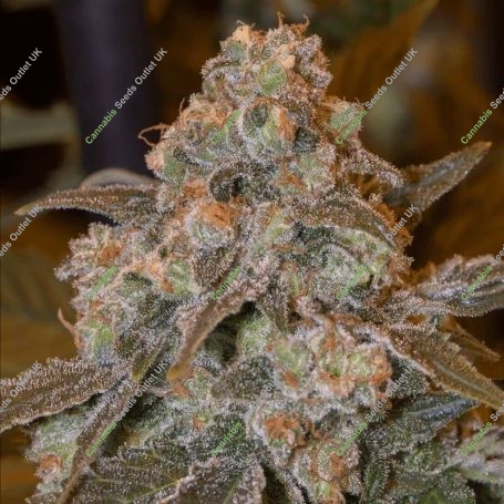 Gorilla Frost Marijuana Strain by Silent Seeds For Sale Online at Cannabis Seeds Outlet