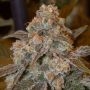 Gorilla Frost Marijuana Strain by Silent Seeds For Sale Online at Cannabis Seeds Outlet