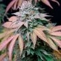 Silent Seeds Gorilla Frost Smoke Buds Weed Ganja Skunk Dope Pot Images Pics Nuggets