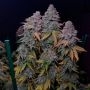 Gorilla Frost by Silent Seeds THC Content Potency Strength CBD Height Yield Flowering Time Indica Sativa Genetics