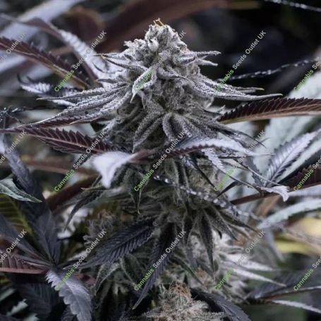 Grape Juice Marijuana Strain by Silent Seeds For Sale Online at Cannabis Seeds Outlet