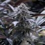 Grape Juice Marijuana Strain by Silent Seeds For Sale Online at Cannabis Seeds Outlet