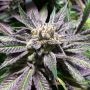 Silent Seeds Grape Juice Smoke Buds Weed Ganja Skunk Dope Pot Images Pics Nuggets