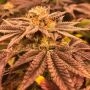 Grape Juice by Silent Seeds THC Content Potency Strength CBD Height Yield Flowering Time Indica Sativa Genetics