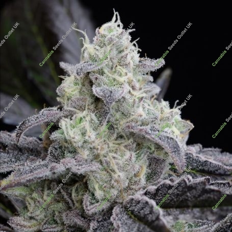LA Vanilla Cake Marijuana Strain by Silent Seeds For Sale Online at Cannabis Seeds Outlet