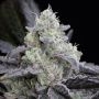 LA Vanilla Cake Marijuana Strain by Silent Seeds For Sale Online at Cannabis Seeds Outlet