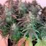 Silent Seeds LA Vanilla Cake Smoke Buds Weed Ganja Skunk Dope Pot Images Pics Nuggets