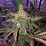LA Vanilla Cake by Silent Seeds THC Content Potency Strength CBD Height Yield Flowering Time Indica Sativa Genetics