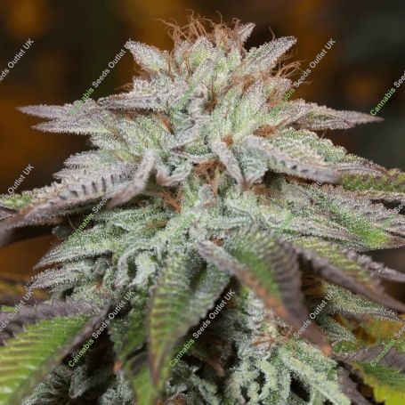 LA Vanilla Cake Auto Marijuana Strain by Silent Seeds For Sale Online at Cannabis Seeds Outlet