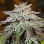 LA Vanilla Cake Auto Marijuana Strain by Silent Seeds For Sale Online at Cannabis Seeds Outlet