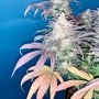 Silent Seeds LA Vanilla Cake Auto Smoke Buds Weed Ganja Skunk Dope Pot Images Pics Nuggets