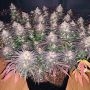 LA Vanilla Cake Auto by Silent Seeds THC Content Potency Strength CBD Height Yield Flowering Time Indica Sativa Genetics