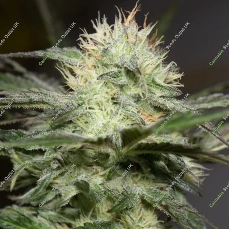 Lemon Sorbet Marijuana Strain by Silent Seeds For Sale Online at Cannabis Seeds Outlet