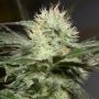 Lemon Sorbet Marijuana Strain by Silent Seeds For Sale Online at Cannabis Seeds Outlet
