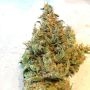 Silent Seeds Lemon Sorbet Smoke Buds Weed Ganja Skunk Dope Pot Images Pics Nuggets