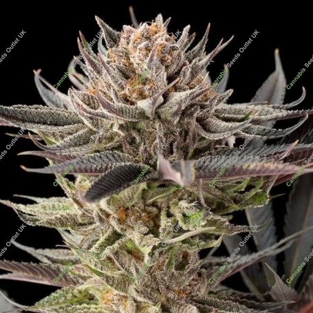 Lemon Tree 20 Marijuana Strain by Silent Seeds For Sale Online at Cannabis Seeds Outlet