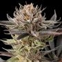 Lemon Tree 20 Marijuana Strain by Silent Seeds For Sale Online at Cannabis Seeds Outlet