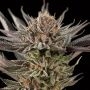 Silent Seeds Lemon Tree 20 Smoke Buds Weed Ganja Skunk Dope Pot Images Pics Nuggets