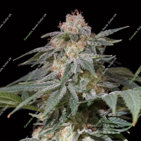 Lemon Tree FAST V Marijuana Strain by Silent Seeds For Sale Online at Cannabis Seeds Outlet