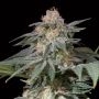 Lemon Tree FAST V Marijuana Strain by Silent Seeds For Sale Online at Cannabis Seeds Outlet