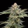 Silent Seeds Lemon Tree FAST V Smoke Buds Weed Ganja Skunk Dope Pot Images Pics Nuggets