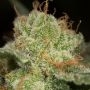 Lemon Tree FAST V by Silent Seeds THC Content Potency Strength CBD Height Yield Flowering Time Indica Sativa Genetics