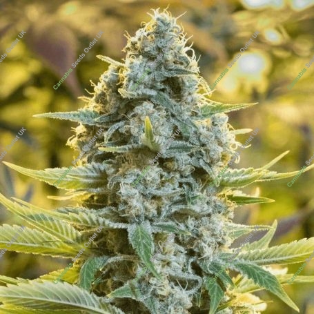 Moby Dick Marijuana Strain by Silent Seeds For Sale Online at Cannabis Seeds Outlet