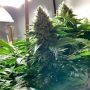 Silent Seeds Moby Dick Smoke Buds Weed Ganja Skunk Dope Pot Images Pics Nuggets