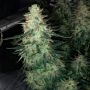 Moby Dick by Silent Seeds THC Content Potency Strength CBD Height Yield Flowering Time Indica Sativa Genetics