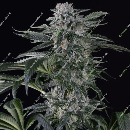 Moby Dick Auto Marijuana Strain by Silent Seeds For Sale Online at Cannabis Seeds Outlet