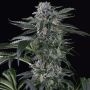 Moby Dick Auto Marijuana Strain by Silent Seeds For Sale Online at Cannabis Seeds Outlet
