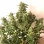 Silent Seeds Moby Dick Auto Smoke Buds Weed Ganja Skunk Dope Pot Images Pics Nuggets
