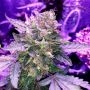 Moby Dick Auto by Silent Seeds THC Content Potency Strength CBD Height Yield Flowering Time Indica Sativa Genetics