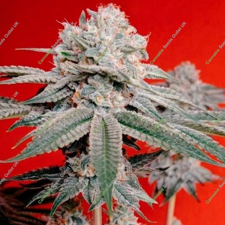 OG Kush Marijuana Strain by Silent Seeds For Sale Online at Cannabis Seeds Outlet